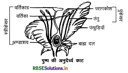 RBSE Solutions for Class 10 Science Chapter 8 जीव जनन कैसे करते है 2