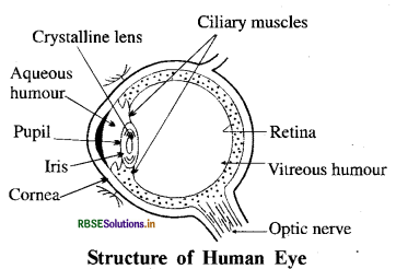 rbse-class-10-science-important-questions-chapter-11-human-eye-and-colourful-world-img-9.png