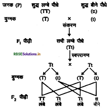 RBSE Solutions for Class 10 Science Chapter 9 अनुवांशिकता एवं जैव विकास 1