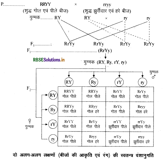 RBSE Solutions for Class 10 Science Chapter 9 अनुवांशिकता एवं जैव विकास 2