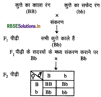 RBSE Solutions for Class 10 Science Chapter 9 अनुवांशिकता एवं जैव विकास 3