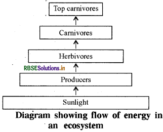 RBSE Class 10 Science Important Questions Chapter 15 Our Environment 1