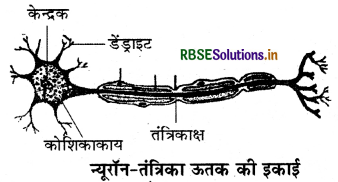RBSE Solutions for Class 9 Science Chapter 6 ऊतक 1