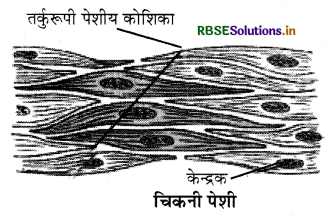 RBSE Solutions for Class 9 Science Chapter 6 ऊतक 3