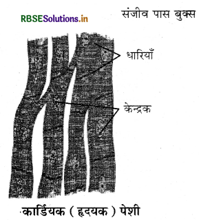 RBSE Solutions for Class 9 Science Chapter 6 ऊतक 4
