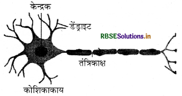RBSE Solutions for Class 9 Science Chapter 6 ऊतक 5