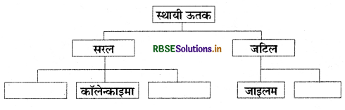 RBSE Solutions for Class 9 Science Chapter 6 ऊतक 6
