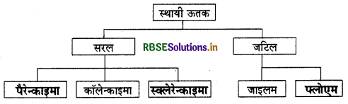 RBSE Solutions for Class 9 Science Chapter 6 ऊतक 8