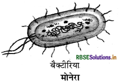 RBSE Solutions for Class 9 Science Chapter 7 जीवों में विविधता 1