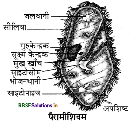 RBSE Solutions for Class 9 Science Chapter 7 जीवों में विविधता 2