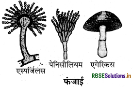 RBSE Solutions for Class 9 Science Chapter 7 जीवों में विविधता 3