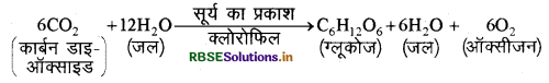RBSE Class 10 Science Important Questions Chapter 6 जैव प्रक्रम 1