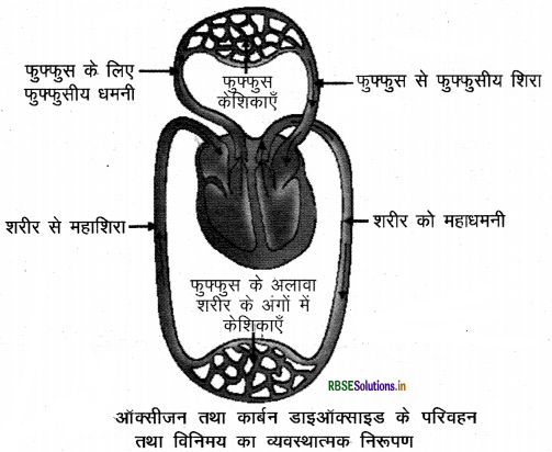 RBSE Class 10 Science Important Questions Chapter 6 जैव प्रक्रम 12