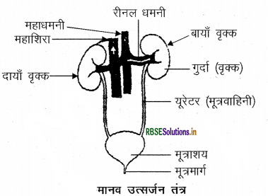 RBSE Class 10 Science Important Questions Chapter 6 जैव प्रक्रम 14