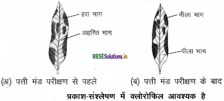 RBSE Class 10 Science Important Questions Chapter 6 जैव प्रक्रम 15