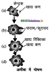 RBSE Class 10 Science Important Questions Chapter 6 जैव प्रक्रम 2