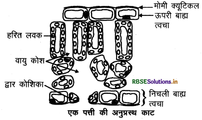 RBSE Class 10 Science Important Questions Chapter 6 जैव प्रक्रम 3