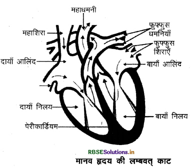 RBSE Class 10 Science Important Questions Chapter 6 जैव प्रक्रम 4
