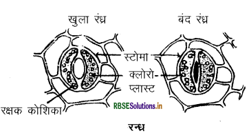 RBSE Class 10 Science Important Questions Chapter 6 जैव प्रक्रम 9