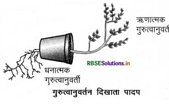 rbse-class-10-science-important-questions-chapter-7-img-1.png