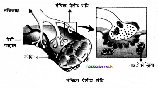 rbse-class-10-science-important-questions-chapter-7-img-2.png