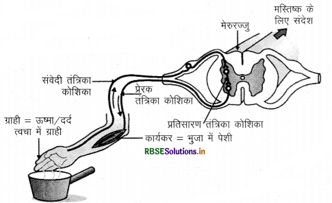 rbse-class-10-science-important-questions-chapter-7-img-3.png