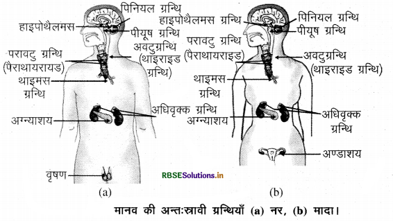 rbse-class-10-science-important-questions-chapter-7-img-4.png