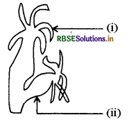 rbse-class-10-science-important-questions-chapter-8-img-1.png