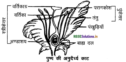 rbse-class-10-science-important-questions-chapter-8-img-10.png