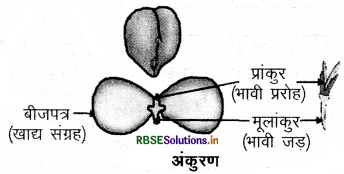rbse-class-10-science-important-questions-chapter-8-img-11.png