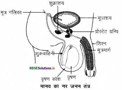 rbse-class-10-science-important-questions-chapter-8-img-13.png