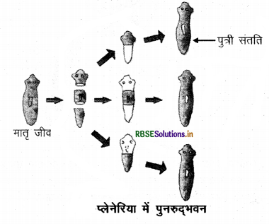 rbse-class-10-science-important-questions-chapter-8-img-15.png