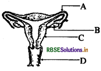 rbse-class-10-science-important-questions-chapter-8-img-2.png