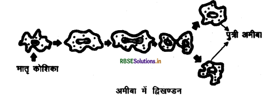 rbse-class-10-science-important-questions-chapter-8-img-4.png