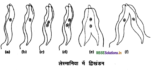 rbse-class-10-science-important-questions-chapter-8-img-7.png