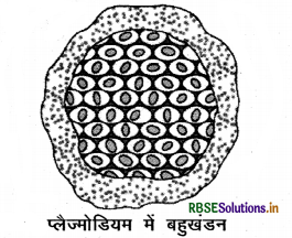 rbse-class-10-science-important-questions-chapter-8-img-8.png