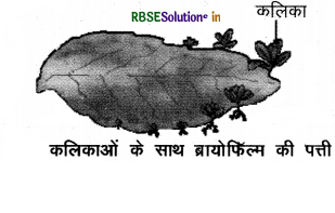 rbse-class-10-science-important-questions-chapter-8-img-9.png