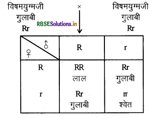 RBSE Class 10 Science Important Questions Chapter 9 अनुवांशिकता एवं जैव विकास 2