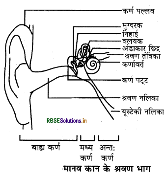 RBSE Solutions for Class 9 Science Chapter 12 ध्वनि 11