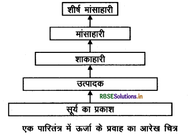 RBSE Class 10 Science Important Questions Chapter 15 हमारा पर्यावरण 2