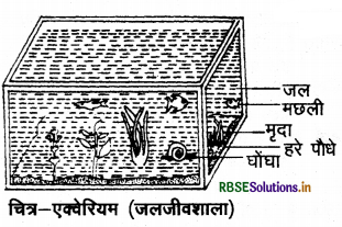 RBSE Class 10 Science Important Questions Chapter 15 हमारा पर्यावरण 4