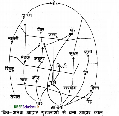 RBSE Class 10 Science Important Questions Chapter 15 हमारा पर्यावरण 5