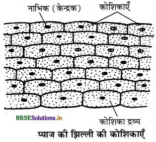 RBSE Class 9 Science Important Questions Chapter 5 जीवन की मौलिक इकाई 1