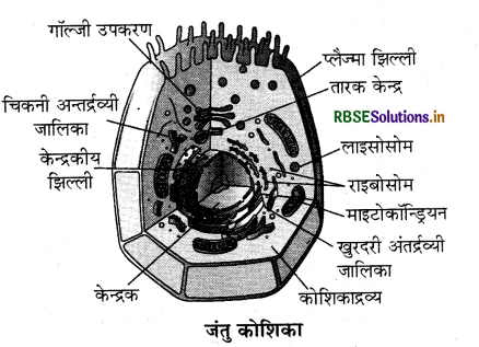RBSE Class 9 Science Important Questions Chapter 5 जीवन की मौलिक इकाई 3