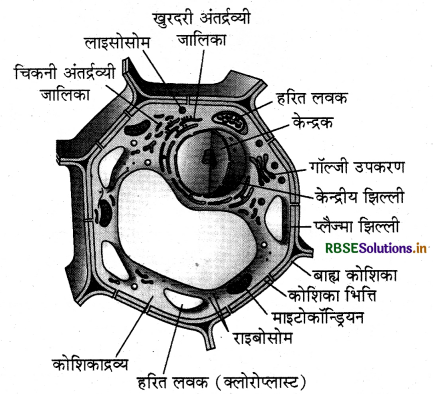 RBSE Class 9 Science Important Questions Chapter 5 जीवन की मौलिक इकाई 4
