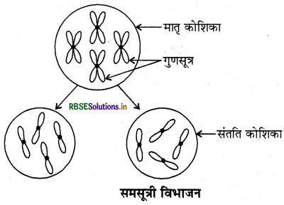 RBSE Class 9 Science Important Questions Chapter 5 जीवन की मौलिक इकाई 5