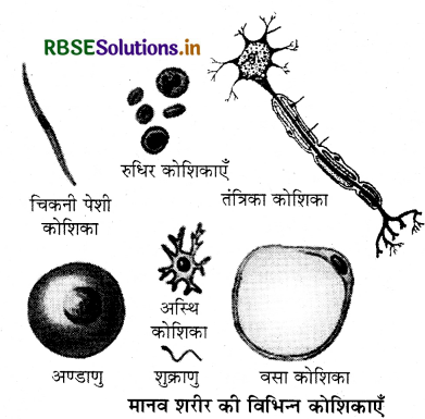RBSE Class 9 Science Important Questions Chapter 5 जीवन की मौलिक इकाई 7