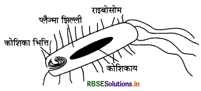RBSE Class 9 Science Important Questions Chapter 5 जीवन की मौलिक इकाई 8