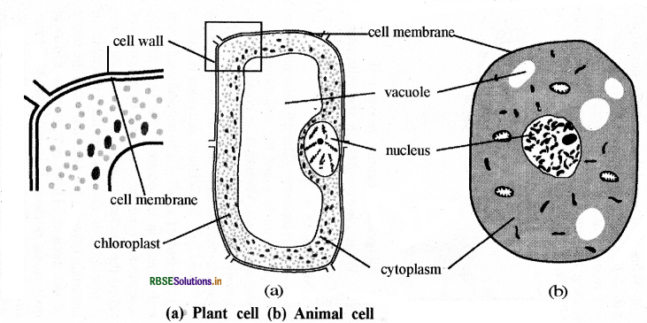 RBSE Solutions for Class 8 Science Chapter 8 Cell – Structure and Functions