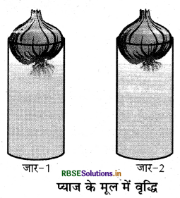 RBSE Class 9 Science Important Questions Chapter 6 ऊतक 10